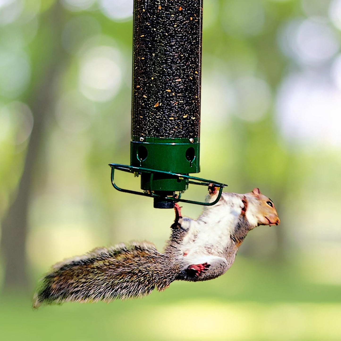 Bird Feeder with Squirrel Protection
