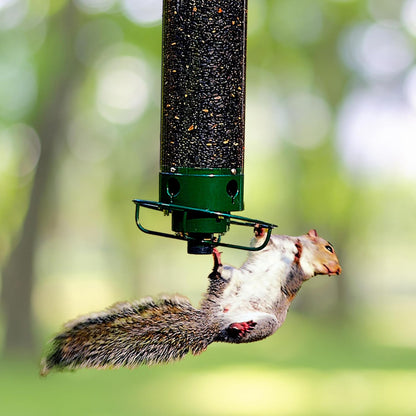Bird Feeder with Squirrel Protection