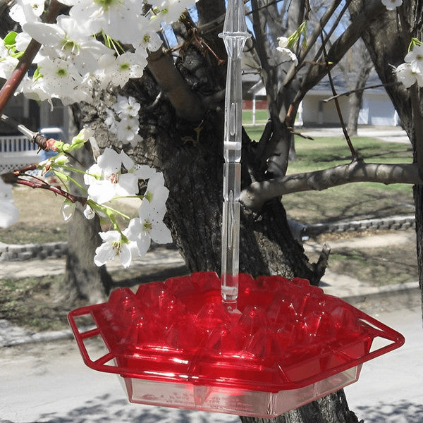 Feeder with Ant Moat