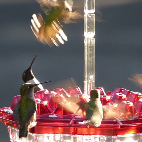 Feeder with Ant Moat