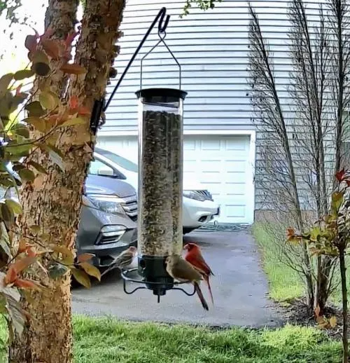 Bird Feeder, Squirrel Proof