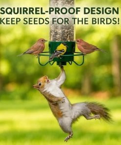 Squirrel Proof Bird Feeder